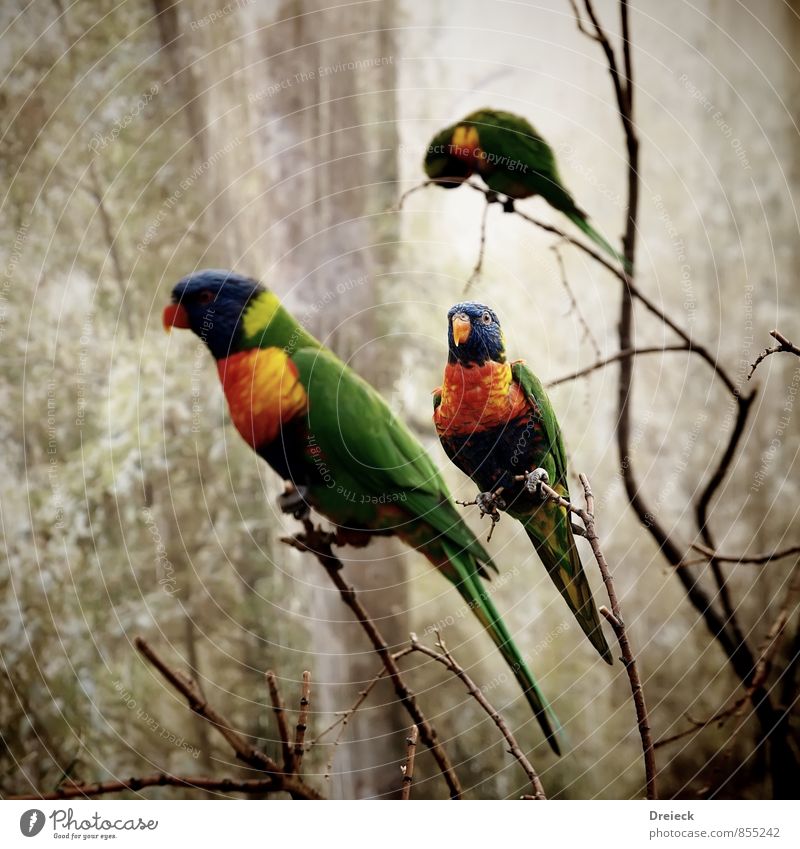 3x Bunt Natur Tier Vogel Flügel Zoo Papageienvogel fliegen exotisch blau mehrfarbig gelb grün orange Tierliebe Farbe Farbfoto