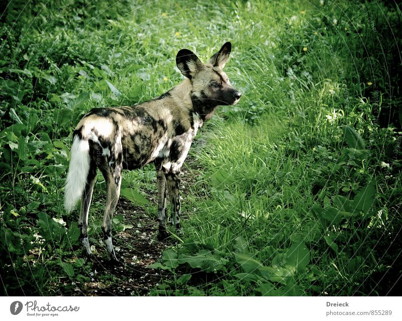 hyäne Umwelt Natur Gras Sträucher Grünpflanze Park Wiese Wald Urwald Tier Wildtier Fell Zoo Hyäne 1 Blick stehen sportlich grau grün schwarz Farbfoto