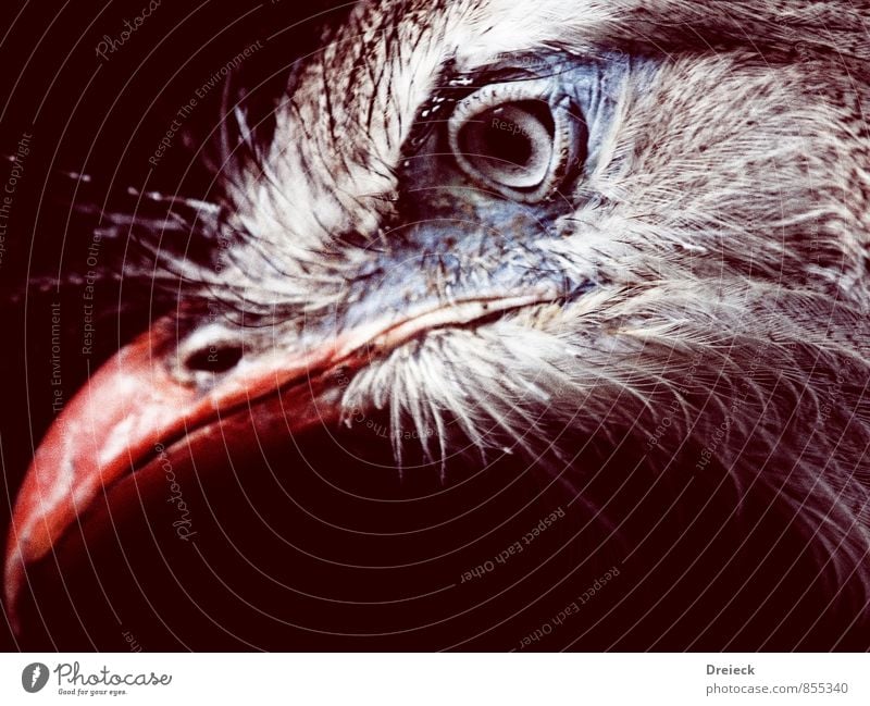 Auge + Schnabel = Vogel Tier Wildtier Tiergesicht Feder 1 Blick authentisch blau braun grau orange rot silber weiß Farbfoto Tierporträt Blick nach vorn