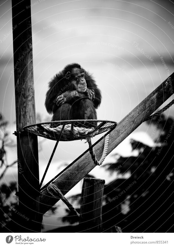 Affe Zoo Affen 1 Tier schwarz weiß Wut Schwarzweißfoto