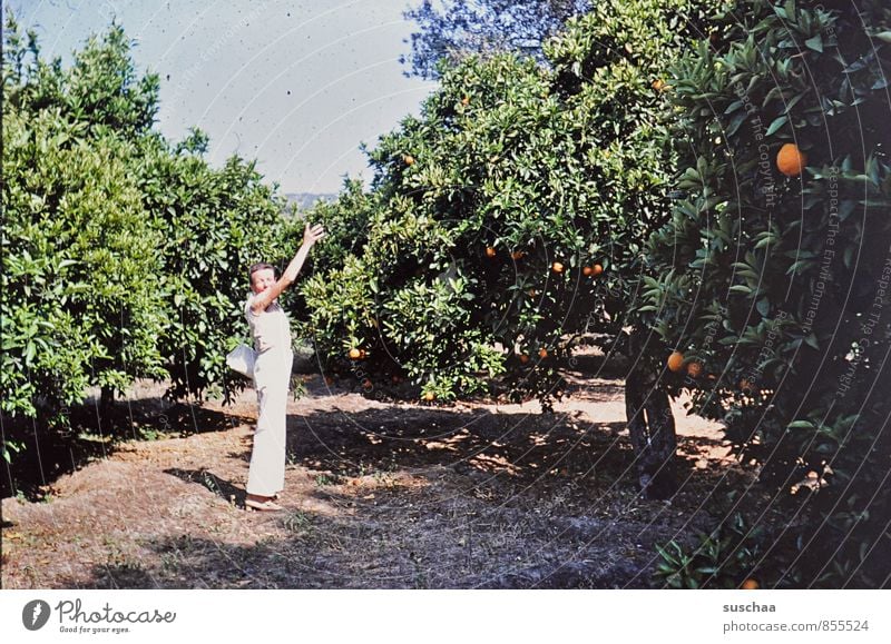 orangen Frau Erwachsene 1 Mensch 45-60 Jahre Umwelt Natur Sommer Klima Schönes Wetter Baum alt Interesse Orangenhain Landwirtschaft Plantage Orangenbaum zeigen
