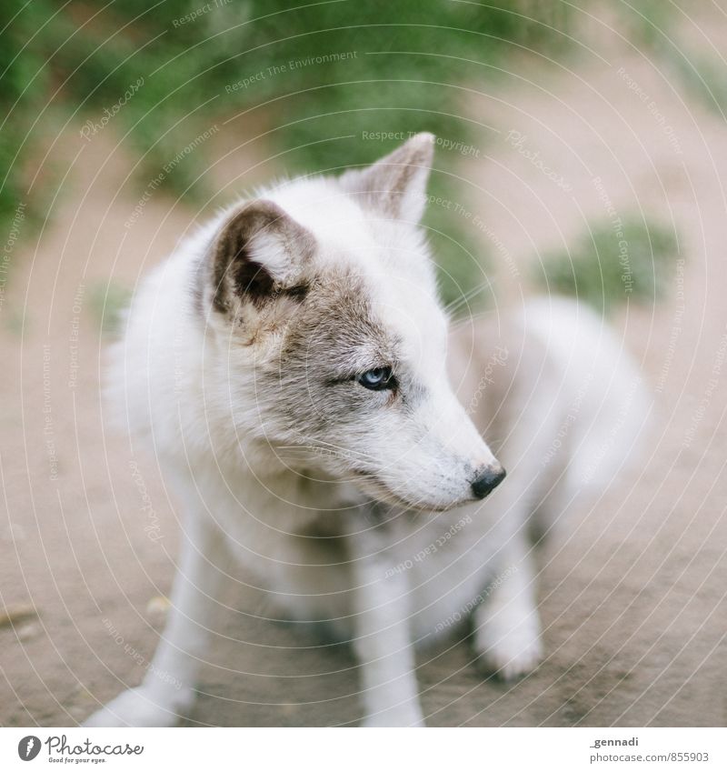 Ice Ice Hund Fuchs Wolf Tierliebe schön niedlich klein Fell weiß blau Auge Ohr Farbfoto Tag Schwache Tiefenschärfe Zentralperspektive Blick nach vorn