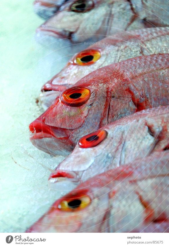 Pescado muerto Rotbarsch Fischgeschäft Markt frisch rot Schaufenster Fischmarkt Ernährung gefroren Atlantik Fischkopf Kieme Eis verkaufen Fischereiwirtschaft