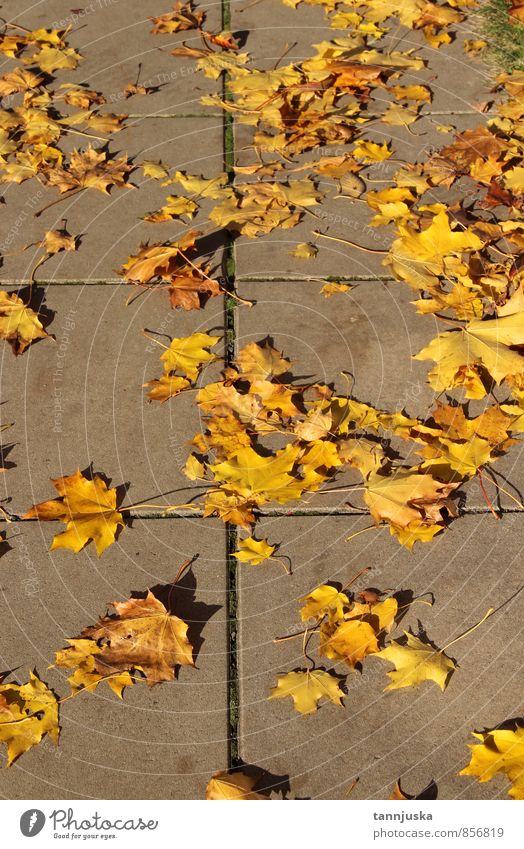 Herbst Natur Landschaft Pflanze Wetter Schönes Wetter Blatt Garten Park Stadt fallen mehrfarbig gelb orange Stimmung "Herbst Herbst," herbstlich Außenaufnahme