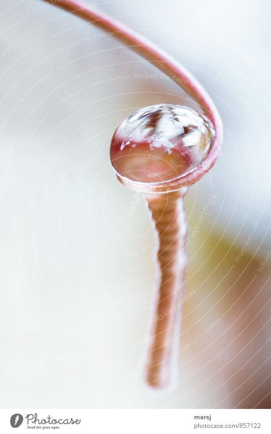 Perlenhalter Natur Wasser Wassertropfen Sprossranke Pflanzenteile Spirale glänzend leuchten ästhetisch außergewöhnlich einfach elegant einzigartig Kitsch klein
