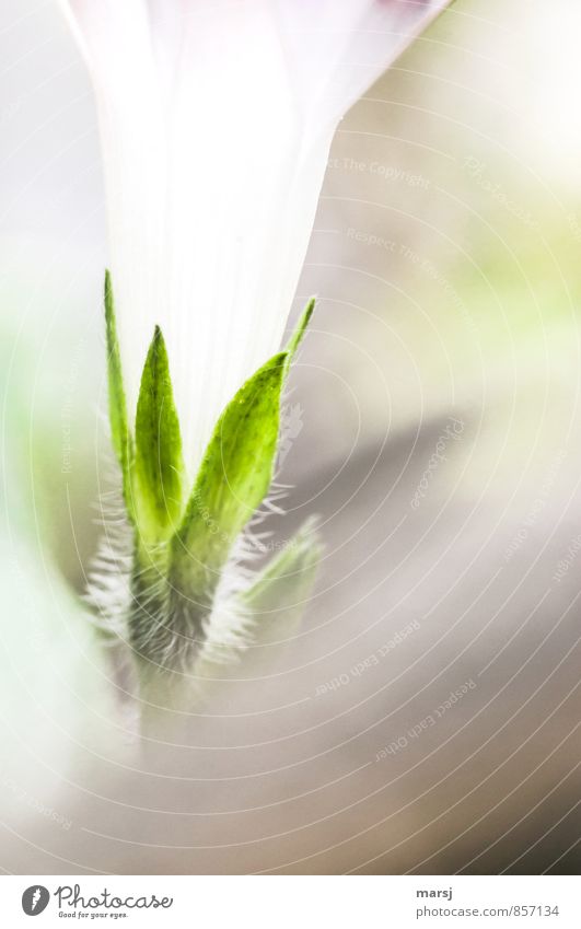 Kelchblätter mit Damenbart Pflanze Blume Blüte Kelchblatt Winde Blütenkelch Blühend leuchten außergewöhnlich einfach elegant frisch dünn grün weiß