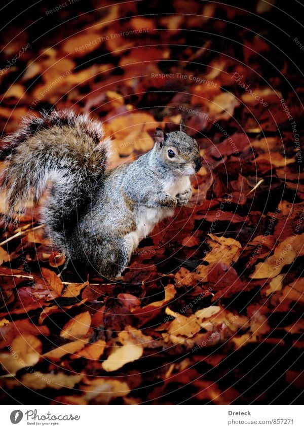 Eichhörnchen Umwelt Natur Herbst Blatt Park Wald Tier Wildtier Tiergesicht Fell 1 Blick stehen niedlich braun orange silber weiß Farbfoto Außenaufnahme Tag