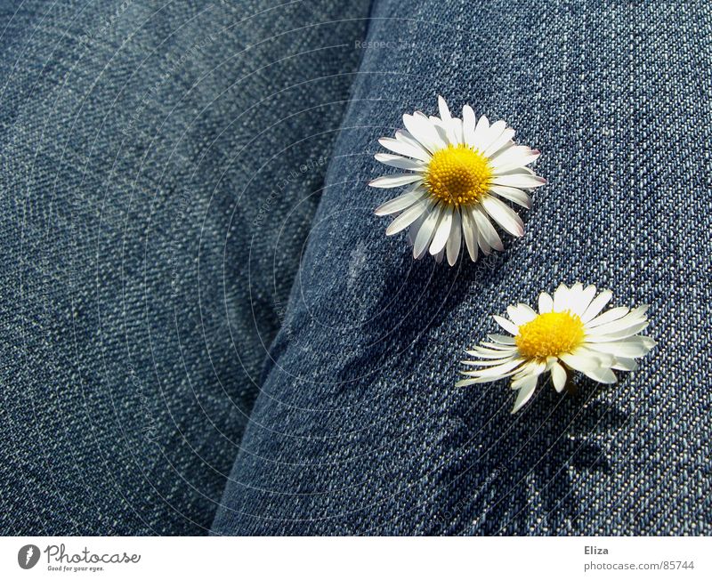 Zwei Gänseblümchen auf blauem Jeans Stoff Sommer Sonnenbad Dekoration & Verzierung Pflanze Frühling Schönes Wetter Blume Blüte Bekleidung Hose Jeanshose Blühend