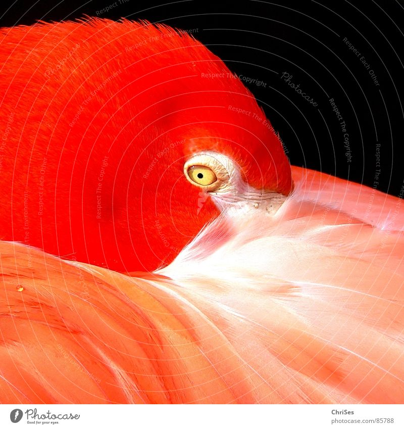 Flamingo in Orange Tier Zoo Zoologie schön orange Pupille Vogel Natur Feder Blick Kontrast bizarr fremdartig obskur außerirdisch Außerirdischer