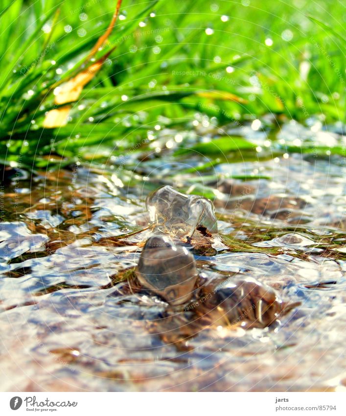 Bächlein Bach Quelle Wiese Gras grün Sauberkeit frisch Born Erfrischung Wasser Gesundheit Klarheit Natur jarts ursprünglich