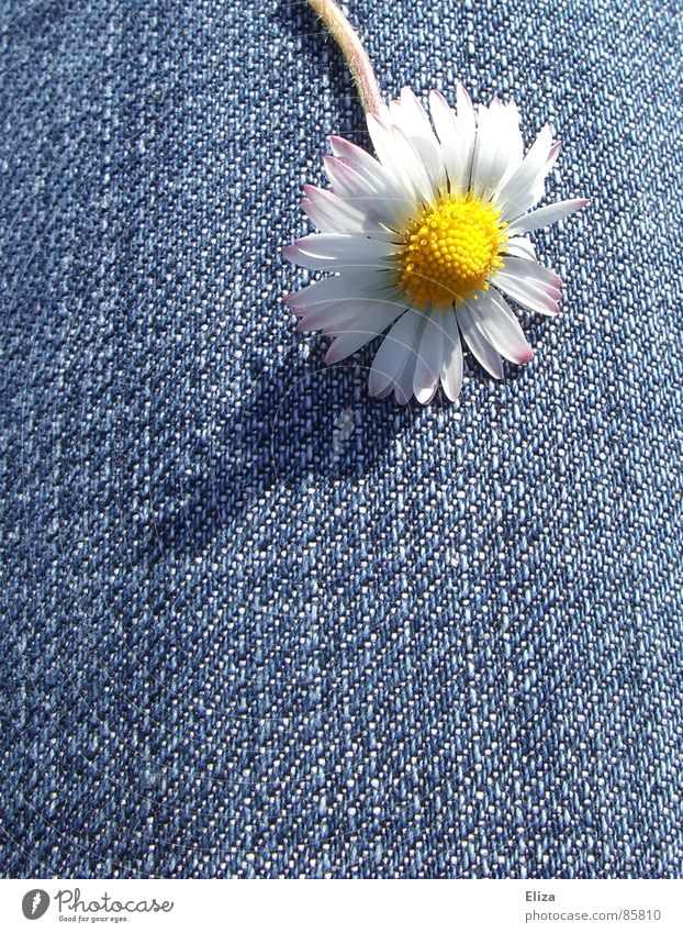 Ein Gänseblümchen auf Jeans im Sonnenschein im Sommer Blüte Frühling Blume Blühend Blütenblatt Pollen gelb Schatten frech Tanzen Jeansstoff Pflanze Spielen Kopf