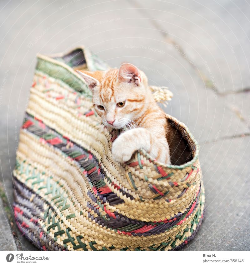 Katze im Sack Tierjunges Spielen niedlich verstecken Tasche Einkaufstasche Betonplatte Außenaufnahme Textfreiraum oben Textfreiraum unten Schwache Tiefenschärfe