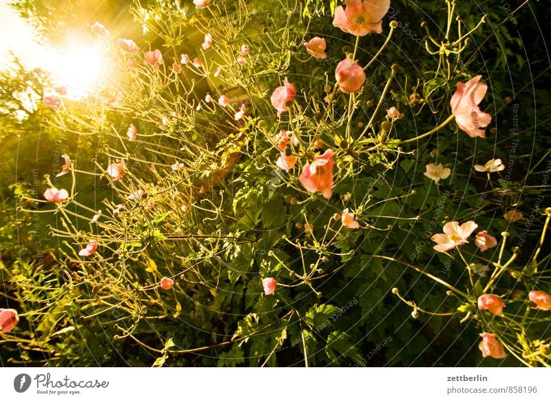 Herbstanemone vor Gegenlicht Anemonen Berlin Blume Blüte Garten Gewitter Himmel Schrebergarten Kleingartenkolonie Sonne Sonnenstrahlen Sonnenuntergang Wetter
