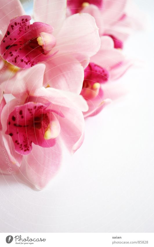 Orchidee Romantik rosa rot lieblich zart Spielen Blume geschmeidig zerbrechlich zierlich weich Gefühle Schwärmerei Makroaufnahme Nahaufnahme gemalt edel elegant