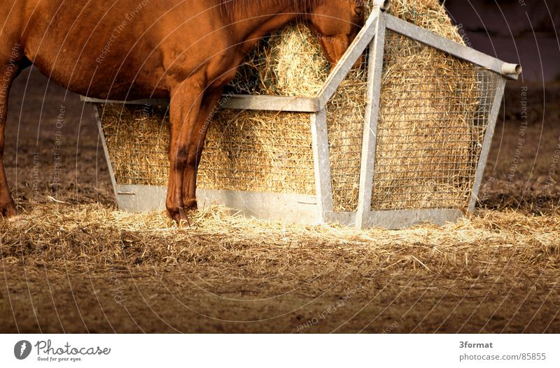 eingeschlafen Pferd Futter Stroh stehen Fressen Weide Aufenthalt Säugetier heugrippe hell/dunkel