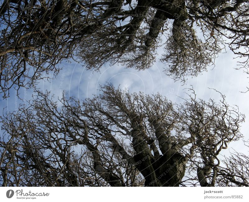 Bäume des Jahres Natur Himmel Wind Spitze holzig Baumstamm ganzjährig Ast Strukturen & Formen Silhouette Lichterscheinung Froschperspektive Schatten Baumkrone