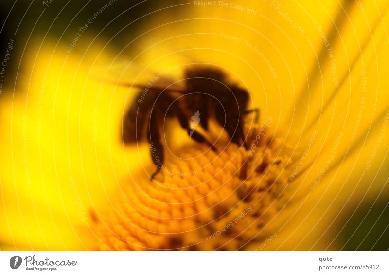 Bee gelb Biene Blume Honig Makroaufnahme Nahaufnahme bee flower honey Fressen