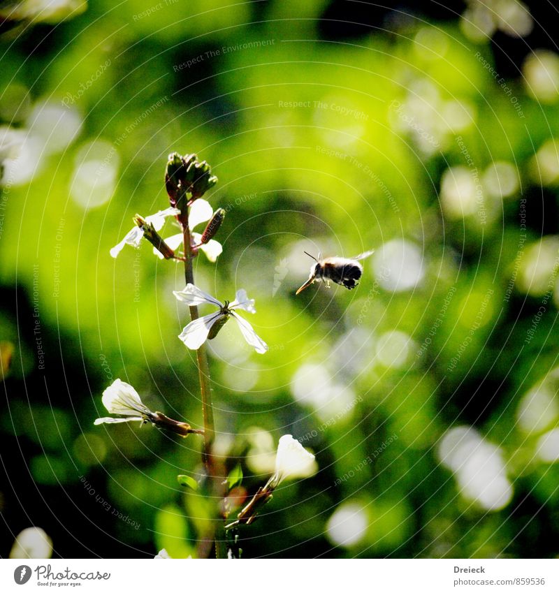 Im Anflug Natur Pflanze Sonnenlicht Sommer Blume Blüte Grünpflanze Wildpflanze Wiese Tier Biene 1 fliegen Farbfoto Außenaufnahme Tag Licht Kontrast