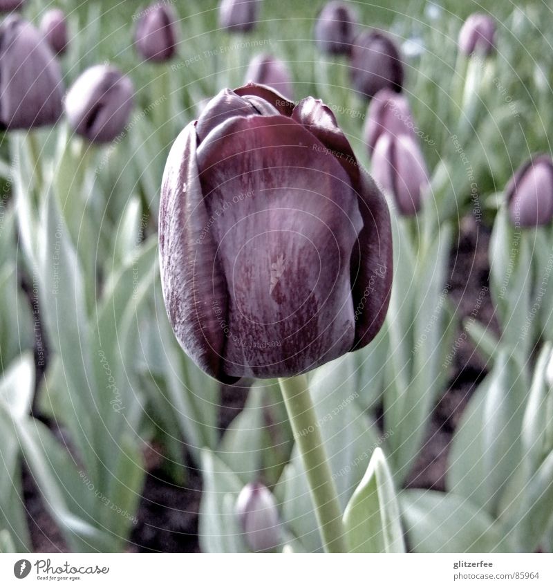 mehr tulpen Tulpe Blumenbeet Frühling Sommer rot schwarz grün Niederlande Fee Blütenknospen