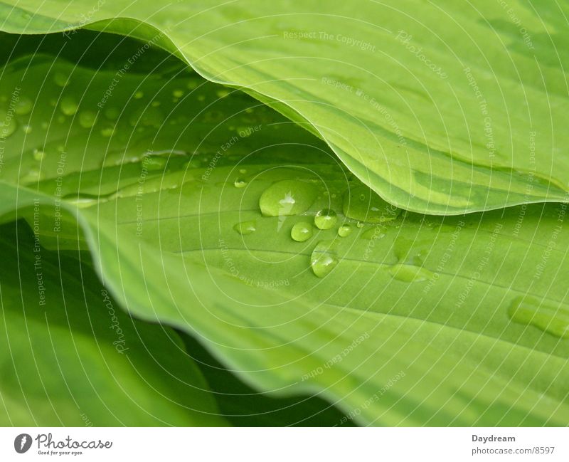 Tropfen Blatt Regen grün Sträucher Wasser