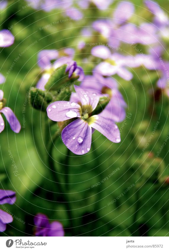 Von nebenan Blume Wiese Wassertropfen schön klein Blüte Wunder violett Natur jarts Garten