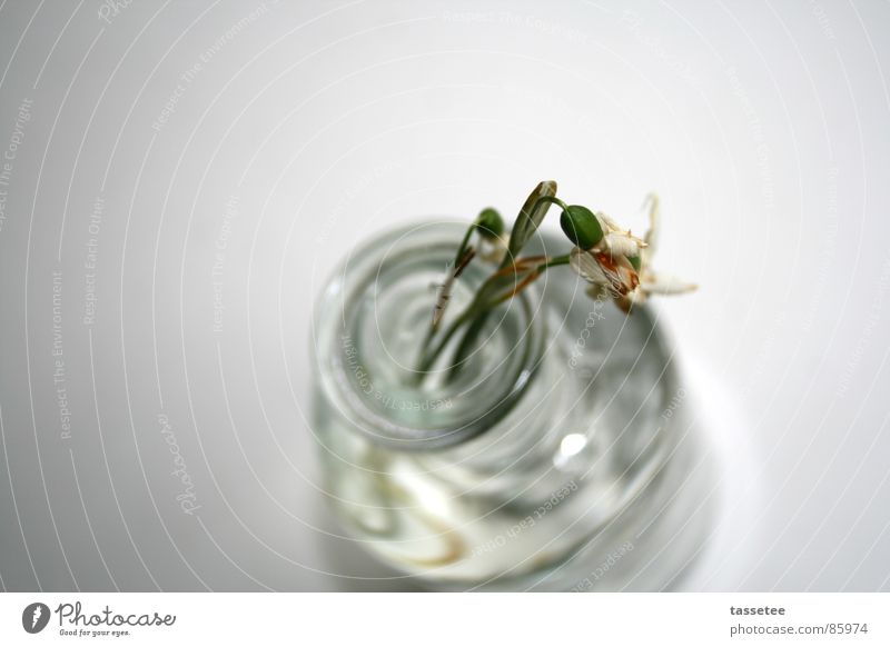 Überlebenskampf weiß einfach Schneeglöckchen Blume Trauer Frühling Klarheit Glas