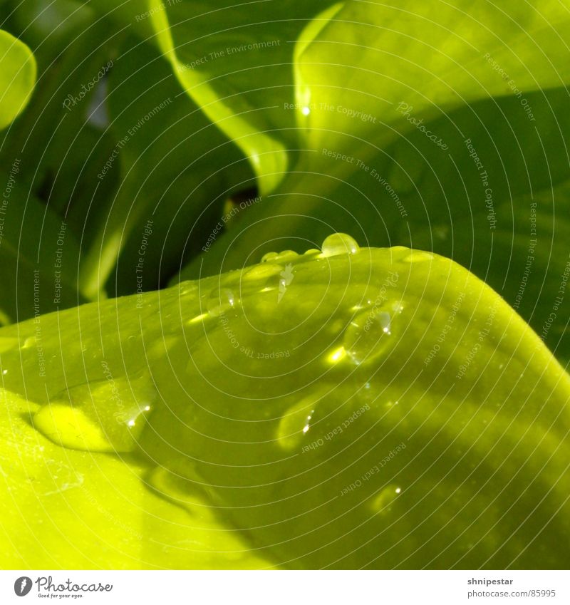 tri tra tropfner grün nass feucht Physik Sommer Frühling nah Botanik Licht Quadrat Flüssigkeit Pastellton Makroaufnahme Schatten hell liquide Nahaufnahme Kraft