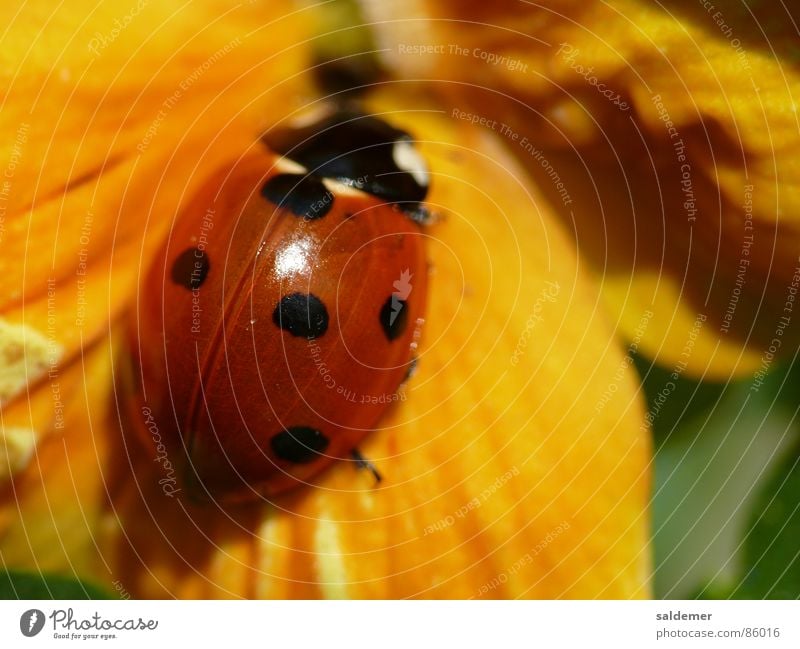 Marienkäfer gelb rot Glücksbringer Makroaufnahme Käfer orange Nahaufnahme Punkt Veilchengewächse beetle