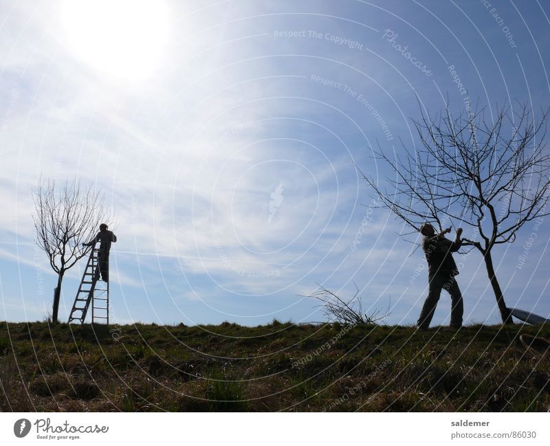 Frühjahrsschnitt geschnitten Mann Obstbaum Junger Mann Trittleiter Handwerk Landschaftsgärtner Gehölzschnitt Sonne Himmel Leiter kürzen