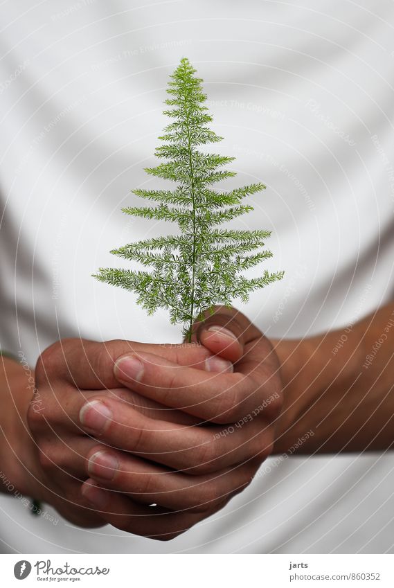 pro Mensch Hand Finger 1 Umwelt Natur Pflanze Tier Baum Wildpflanze nachhaltig natürlich Schutz Tannenbaum beschützen Umweltschutz wald Farbfoto Außenaufnahme