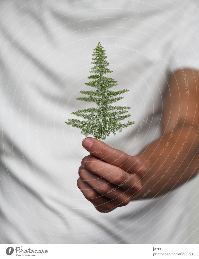 nimm´s an Mensch maskulin Hand Finger 1 Pflanze Baum Gras Natur geben schenken stoppen Geschenk Tanne Farbfoto Außenaufnahme Nahaufnahme Detailaufnahme