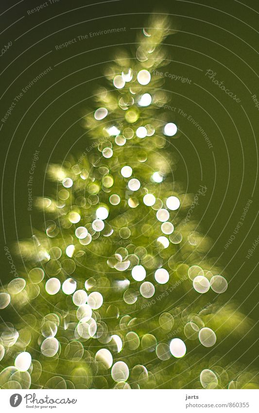 frohe weihnachten Weihnachten & Advent Pflanze Baum elegant Fröhlichkeit frisch glänzend Zufriedenheit Natur Weihnachtsbaum Lichterscheinung Farbfoto
