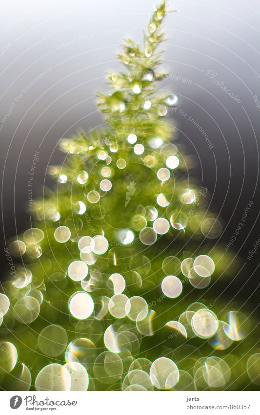 lichterbaum 3 Weihnachten & Advent Wassertropfen Pflanze Baum Fröhlichkeit Zufriedenheit Vorfreude Licht Tannenbaum Farbfoto Außenaufnahme Menschenleer