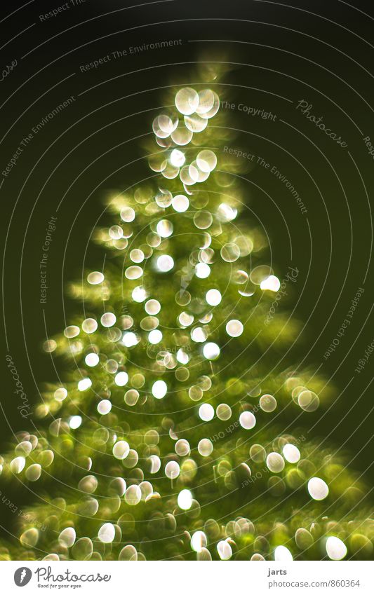 lichterbaum 1 Weihnachten & Advent Wassertropfen Winter Pflanze Baum Fröhlichkeit Zufriedenheit Vorfreude Tannebaum Licht Farbfoto Außenaufnahme Nahaufnahme