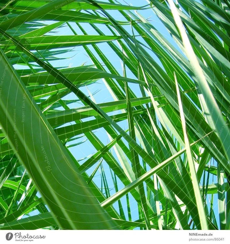 auf der Lauer ... Palmenwedel grün Gras Wiese Perspektive Halm Froschperspektive Umwelt verjüngen frisch klein Quadrat Sommer auf der lauer Natur Himmel Spitze