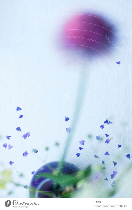wo die liebe hinfällt ll Dekoration & Verzierung Pflanze Blume Blüte Wildpflanze Schnittlauch Blühend verblüht natürlich violett Gefühle Zufriedenheit