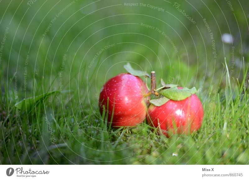 Lieblingsfoto 2014 Lebensmittel Apfel Natur Sommer Herbst Gras Wiese liegen frisch Gesundheit klein nass saftig süß rot Zwilling Fallobst Apfelernte