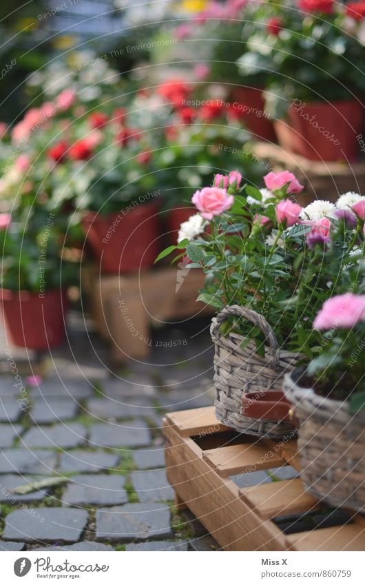 Rosen zum Valentinstag Blühend Duft verkaufen Rosengewächse Blumenhändler Blumenladen Farbfoto mehrfarbig Außenaufnahme Nahaufnahme Menschenleer