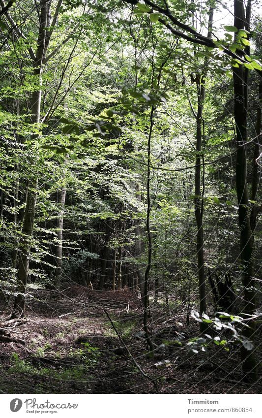 Ein Bild von einem Wald. Umwelt Natur Pflanze Sonnenlicht Sommer Wetter Schönes Wetter Baum Laubwald Holz gehen Blick dunkel natürlich grün schwarz Gefühle
