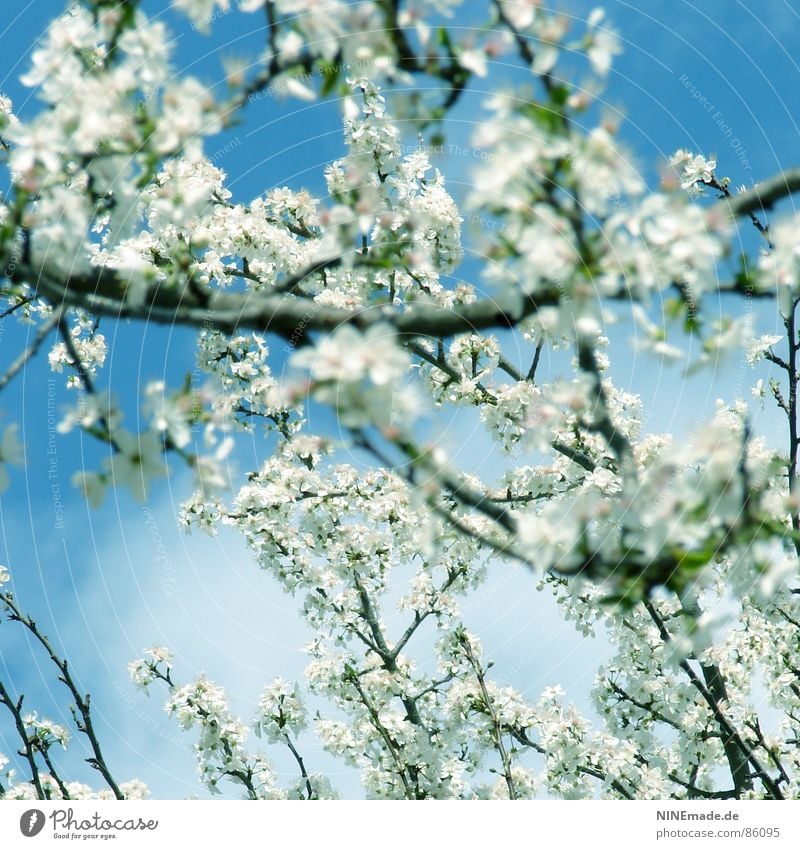 Der Frühling kommt ... Frühlingsgefühle Kirschblüten Physik Blüte Gute Laune Quadrat Karlsruhe Ambiente Fröhlichkeit Flair lichtvoll weiß Park Frucht gut fühlen