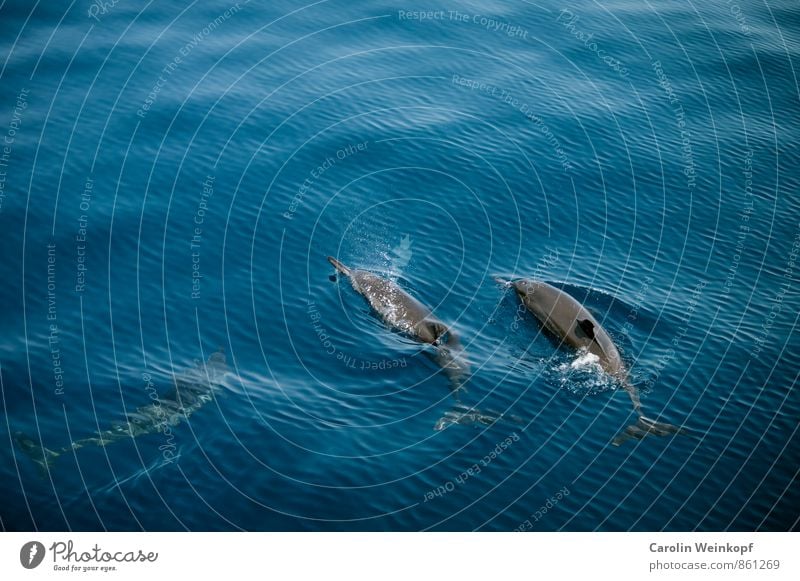 Delfine Wasser Sommer Wellen Meer Tier Wildtier Delphine 2 3 Tiergruppe Schwarm Tierfamilie Schwimmen & Baden blau Abenteuer Umweltschutz Farbfoto Außenaufnahme