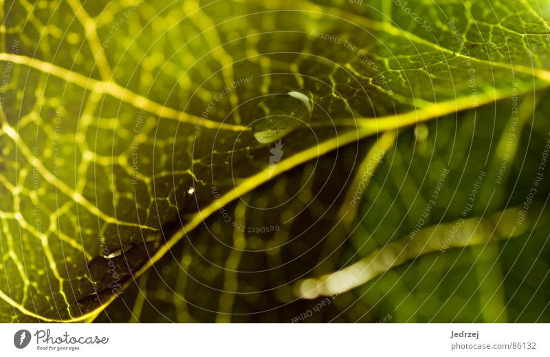 Tropfen tropfen auf Blätter :D grün gelb Licht Physik Makroaufnahme wasserdicht Stengel hydrophob wetterfest verdunkeln regendicht Schatten Sommer