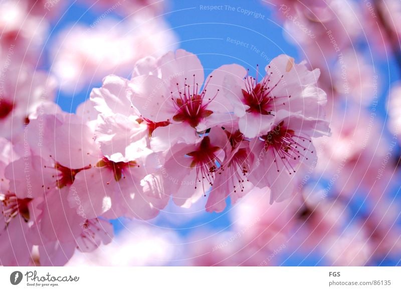 Frühling #1 elegant schön Erholung ruhig Duft Sonne Natur Pflanze Baum leuchten Wachstum ästhetisch frisch neu blau mehrfarbig violett rosa rot Perspektive