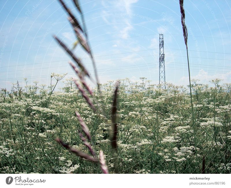 blumenwiese Blume Blumenwiese Wiese Halm Frühling Sommer Elektrizität grün frisch knackig Leben Luft Himmel Natur