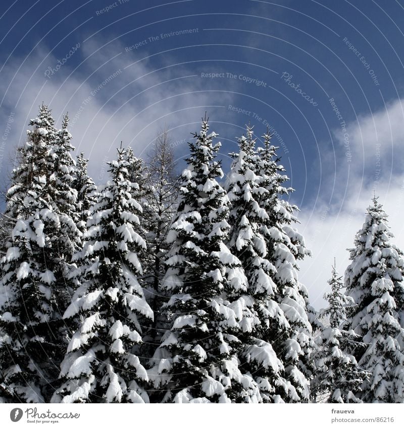rarität Wald Idylle Einsamkeit Tanne Fichte Winter Schnee Landschaft Natur Himmel snow trees heaven blue forest