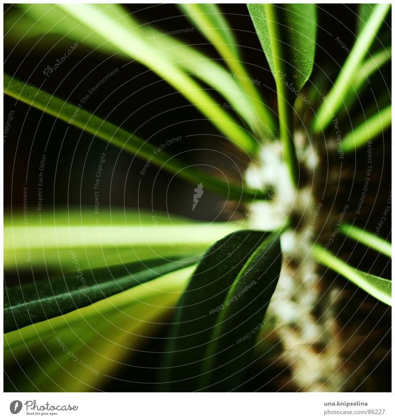 madagaskar Garten Pflanze Grünpflanze Wüste grün Palme Zimmerpflanze Dorn Botanik Blattadern Stechpalme Pflanzenteile Stengel Blütenstiel Madagaskar Palme