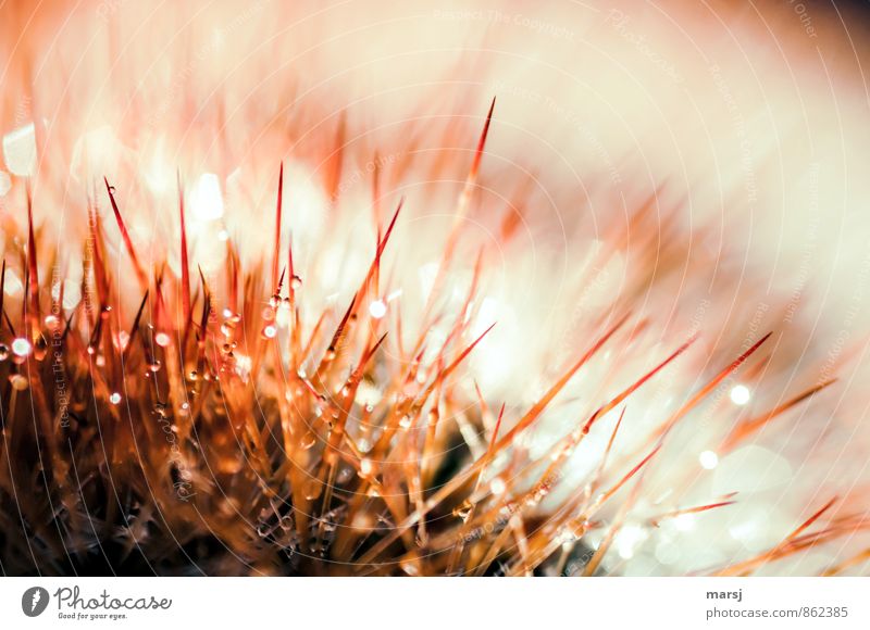 Gruppenfeeling | Kuscheln auf eigene Gefahr! Pflanze Kaktus Topfpflanze Kakteenstacheln außergewöhnlich dünn glänzend gruselig stachelig stechen Farbfoto