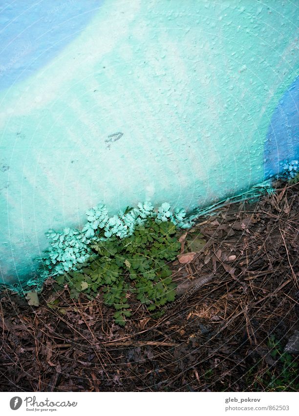 Bemaltes Gras Pflanze Blume Gebäude Mauer Wand Zeichen Ornament Graffiti Stimmung Wahrheit Farbfoto Außenaufnahme abstrakt Muster Strukturen & Formen