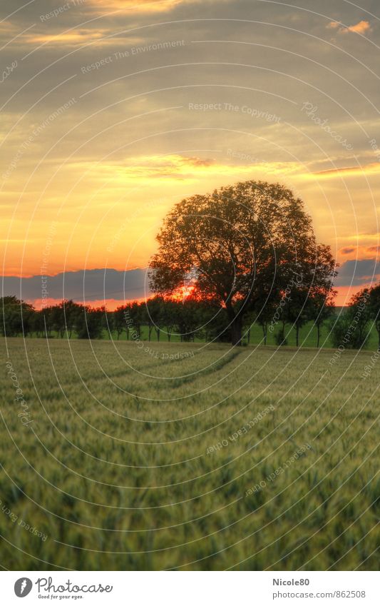 Sonnenuntergang im Feld Landschaft Sonnenaufgang Sommer Herbst Baum Einsamkeit Abenddämmerung HDR Farbfoto Außenaufnahme Menschenleer Textfreiraum links