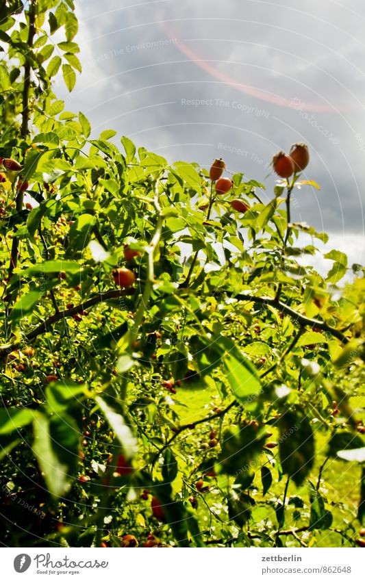 Hagebutten Abenteuer Sonne Garten Umwelt Natur Pflanze Wolken Gewitterwolken Klima Klimawandel Wetter Unwetter Sträucher Rose Blatt Gesundheit gut saftig grün